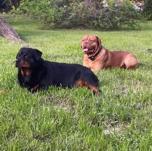 Meet your Posher, Nina